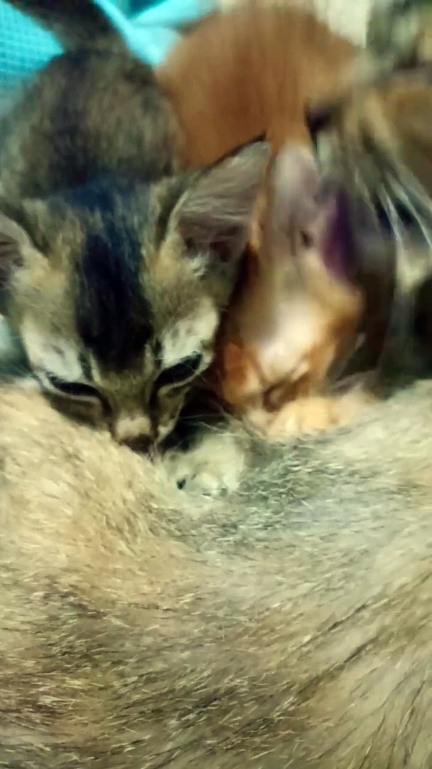 #cat #cats