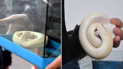 Aksaray'da bir otomobilde bal pitonu ele geçirildi