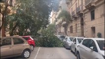 Alberi caduti per il forte vento a Palermo