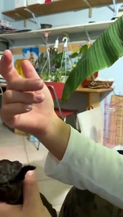 Strong Puppy Suckles On Finger