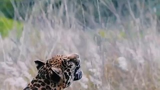 Jaguar is looking for prey | Big Cat | Cat Family #shorts
