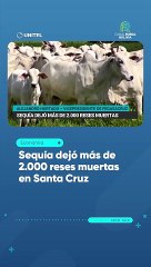 Sequía dejó más de 2.000 reses muertas en Santa Cruz