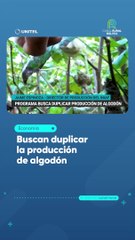 Buscan duplicar la producción de algodón