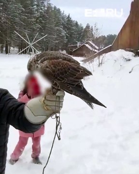 Родители устроили скандал, узнав, что на экскурсии их детям показали поедание цыплёнка соколом