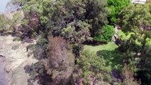 Hundreds of trees illegally removed in harbourside suburb