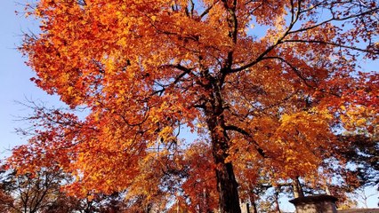 Springfield Ohio Fall Colors at the Ferncliff Cemetery and Arboretum