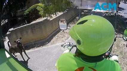 Sharp rise in postie dog attacks prompts warning