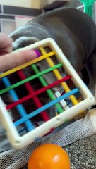 Curious Pup Gets Stuck