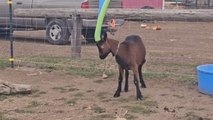 Hyperenergetic goats goofing around with pool noodles on their horns