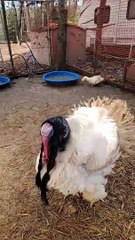 Tom the Turkey Wears a Wig