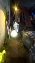 Kegiatan panen, sortir, packing, dan delivery bibit lele lebih aman pada malam hari