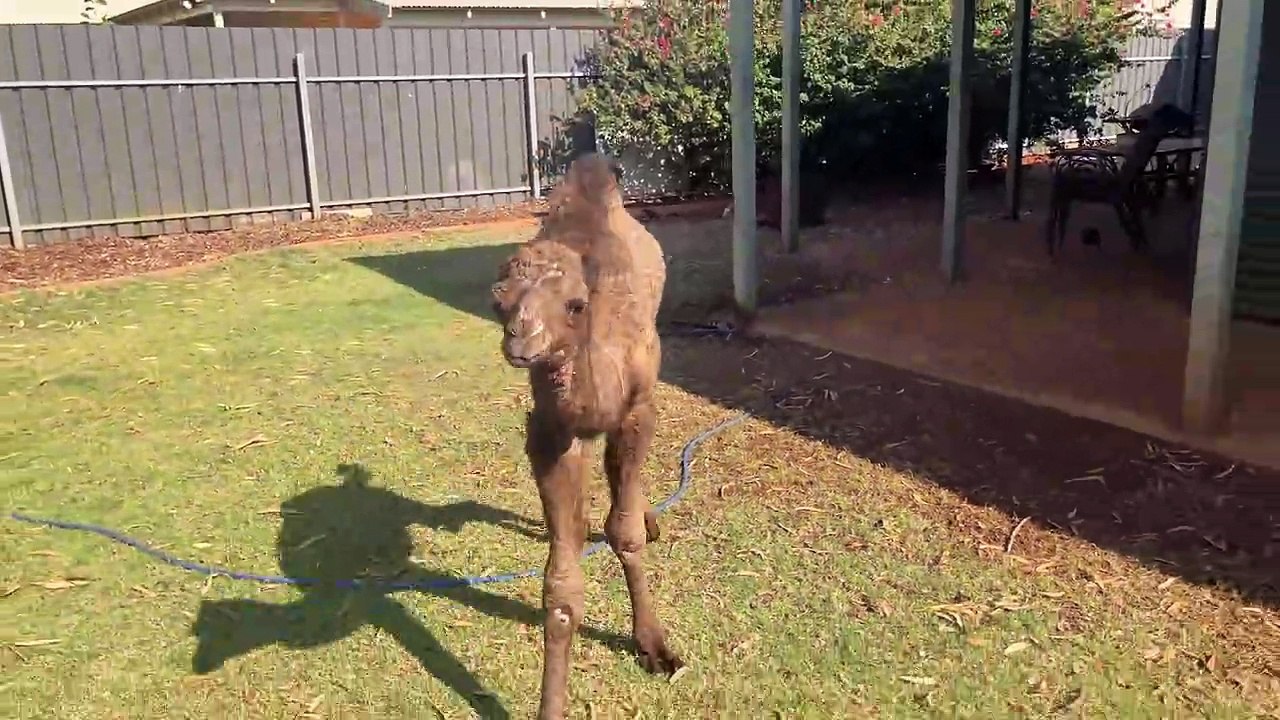 Young Camel Gets the Zoomies