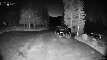 Bear Tries Out An SUV