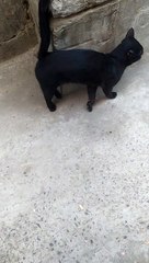 Asian black cat very cute