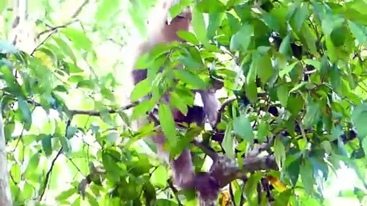 Cutest Baby Rockstar And Mommy Rozy Are Warmed By Baby Loris