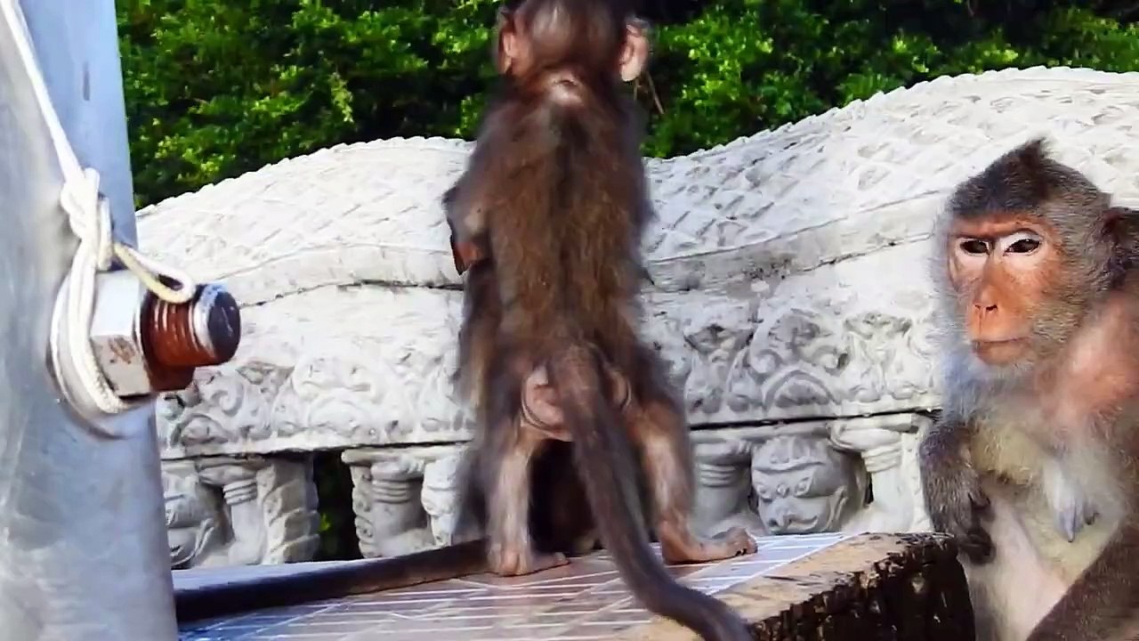 Cutie Monika Monkey Try Hardly Clump Up the Brick Fence