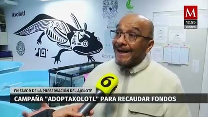 Realizan segunda campaña de adopción de ajolotes para restaurar hábitat en Xochimilco