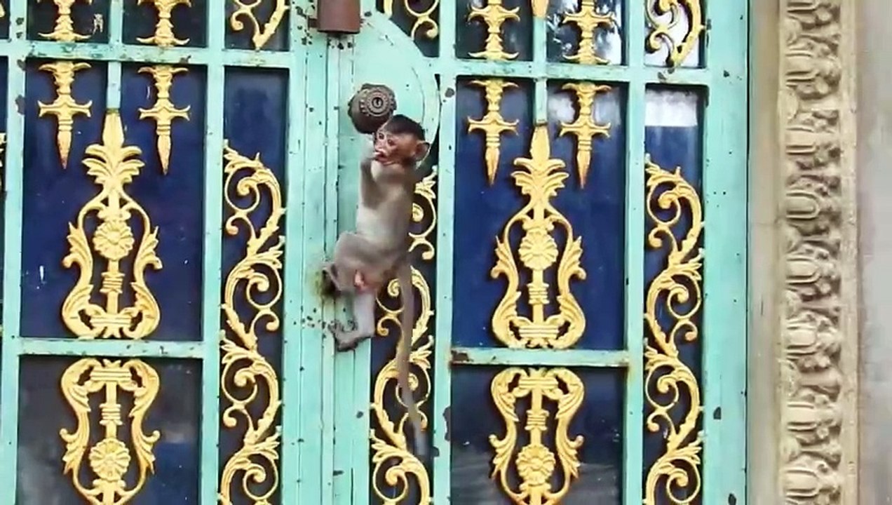 DON'T CATCH MY TAIL I WANNA TO PLAY WITH FRIENDS
