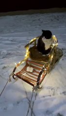 Cat Goes on Twinkling Sleigh Ride