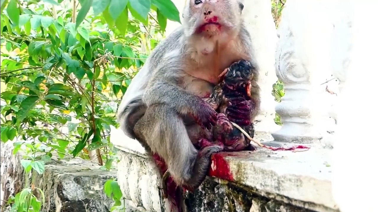Eating placenta with cucumber of mother monkey Arina, Arina lost huge energy, after laboring baby