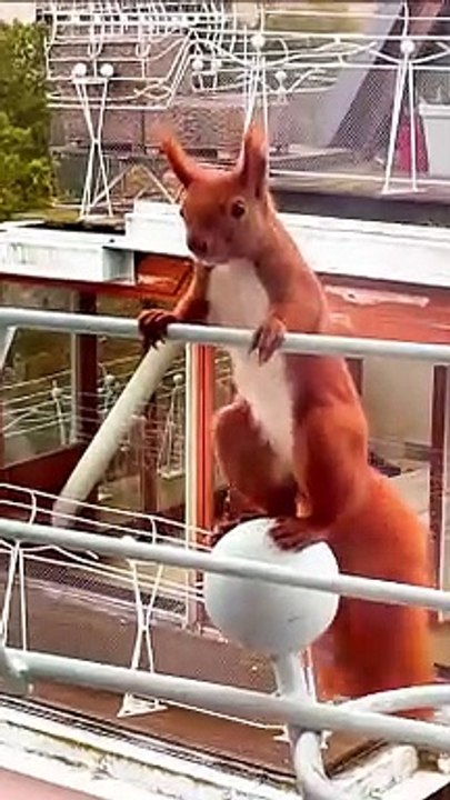 Red Squirrel Dances On Balcony