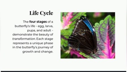 Lessons From The Butterfly