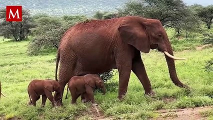Elefanta en peligro de extinción da a luz a gemelas en Kenia