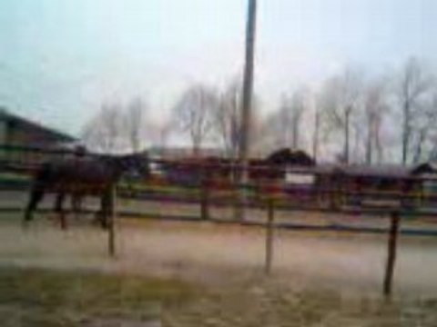 Perle au trot dans le rond de longe