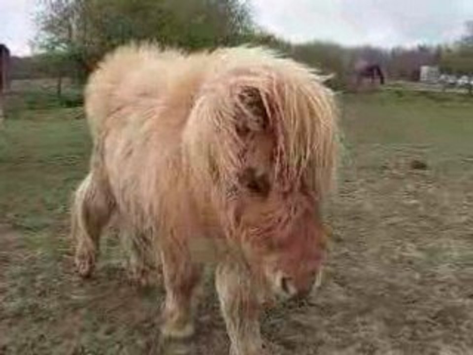 thais par un jour de grand vent