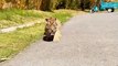 Tiger cubs are walking on the road | Tiger Cubs | Cute Big Cats #shorts