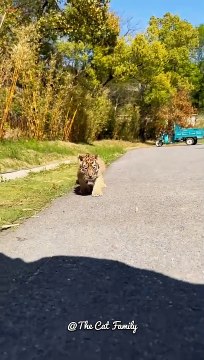 Tiger cubs are walking on the road | Tiger Cubs | Cute Big Cats #shorts