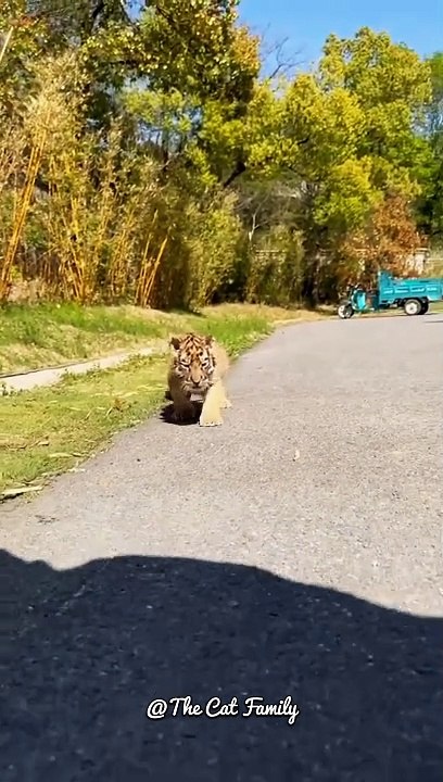 Tiger cubs are walking on the road | Tiger Cubs | Cute Big Cats #shorts