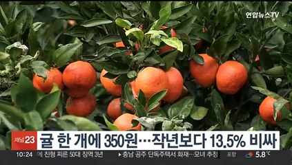 귤 한 개에 350원…작년보다 13.5% 비싸