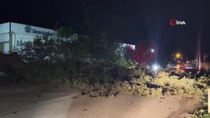 Bursa'da Lodos Şiddetiyle Bir Ağaç Yola Devrildi