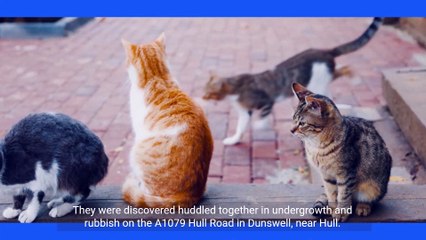 An Injured Cat Rescue