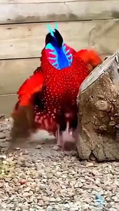 The partridge dance.