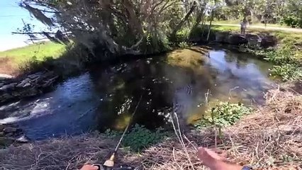 Chasing GIANT Fish STUCK In a TINY Creek!!! (unbelievable spot)