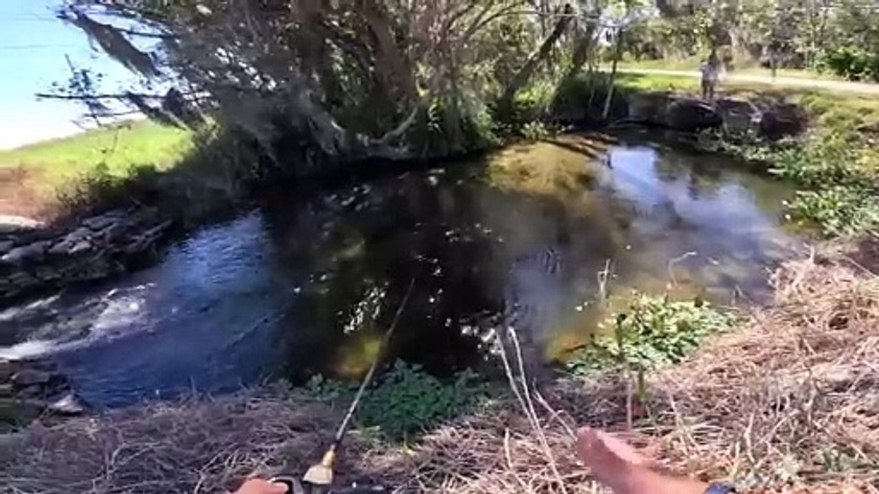 Chasing GIANT Fish STUCK In a TINY Creek!!! (unbelievable spot)
