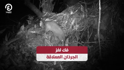 فك لغز الجرذان عملاقة