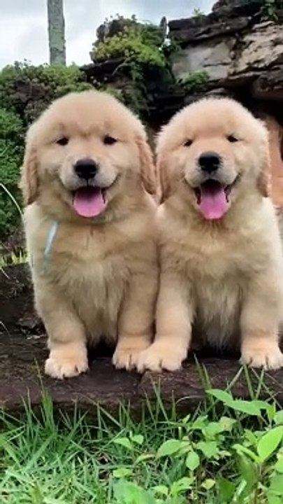 Fluffiest_Golden_retriever_ RB channel
