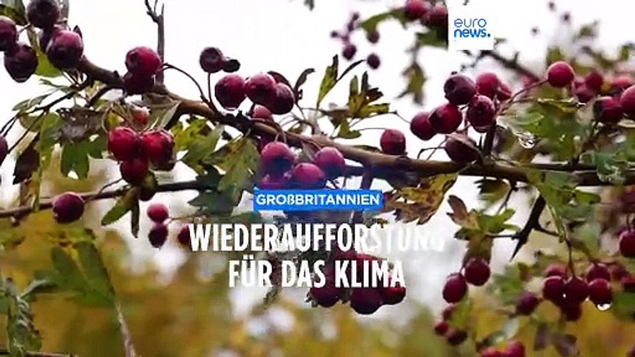 Freiwillige forsten Wald nördlich von London auf