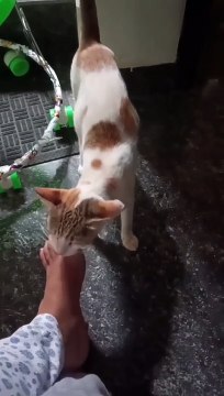 People who give birth to cats by default feel bad when they see her addiction during childbirth.