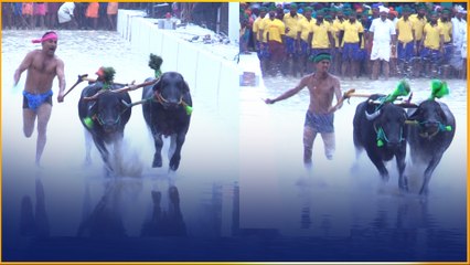 Kambala At Bangalore ఏంటి ఈ గేదెల రేసు.. కంబాల అసలు ప్రత్యేకత అదే | Telugu OneIndia