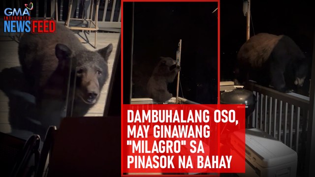 Dambuhalang oso, may ginawang milagro sa pinasok na bahay | GMA Integrated Newsfeed