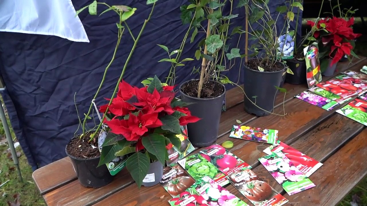 "Nasiona za uśmiech"