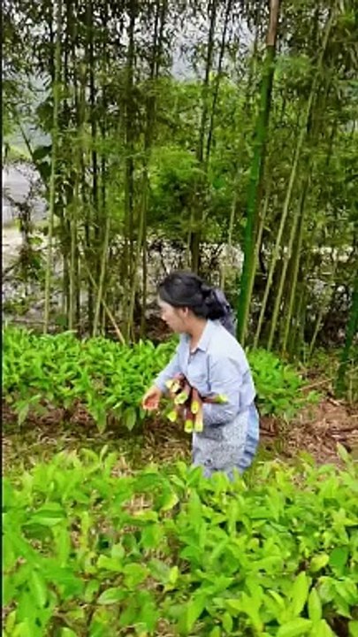 Today I plucked some raw bamboo shoots and brought them back.