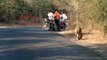 Ces motards croisent la route d'une famille de lions au milieu de la route... Demi tour