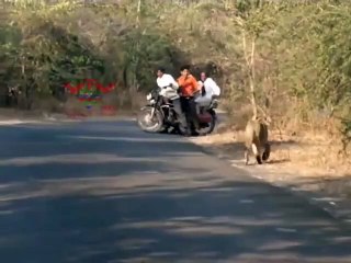 Ces motards croisent la route d'une famille de lions au milieu de la route... Demi tour