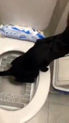 Ce propriétaire de chat a trouvé l'invention de l'année