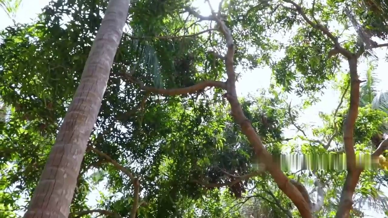 KING of GOAT HEAD CURRY _ Goat Heat Recipe Cooking in Village by Villagers _ Tasty Village Food (online-video-cutter.com)